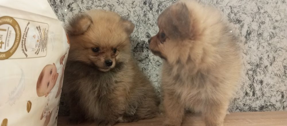 Продаж чудових шпіцят
