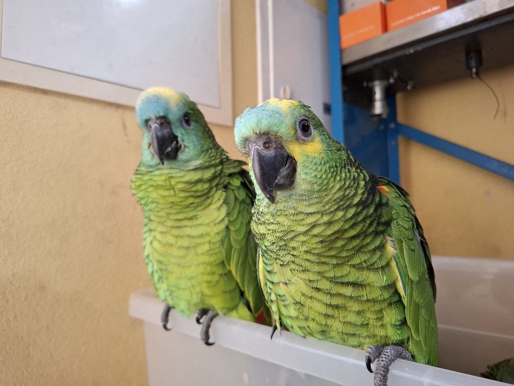 Papagaios  amazonas aestiva aestiva