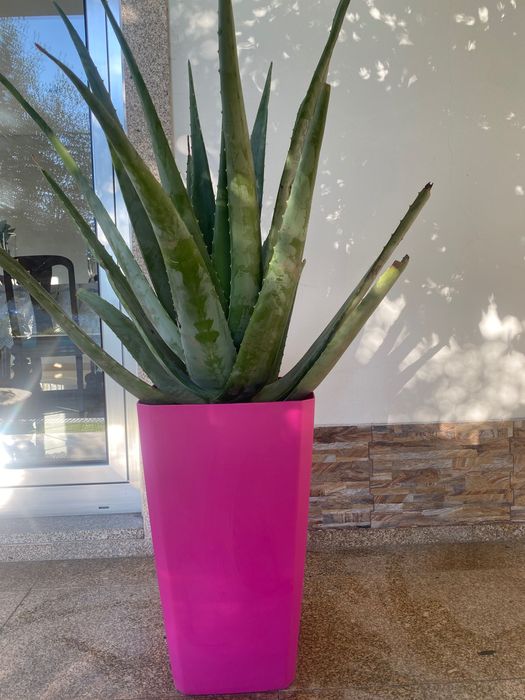 Aloé Vera Medicinal