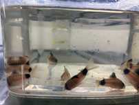Kirys panda (Corydoras panda)