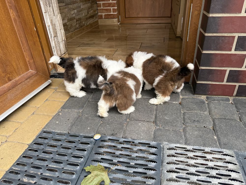 Shih-tzu szczeniak z rodowodem