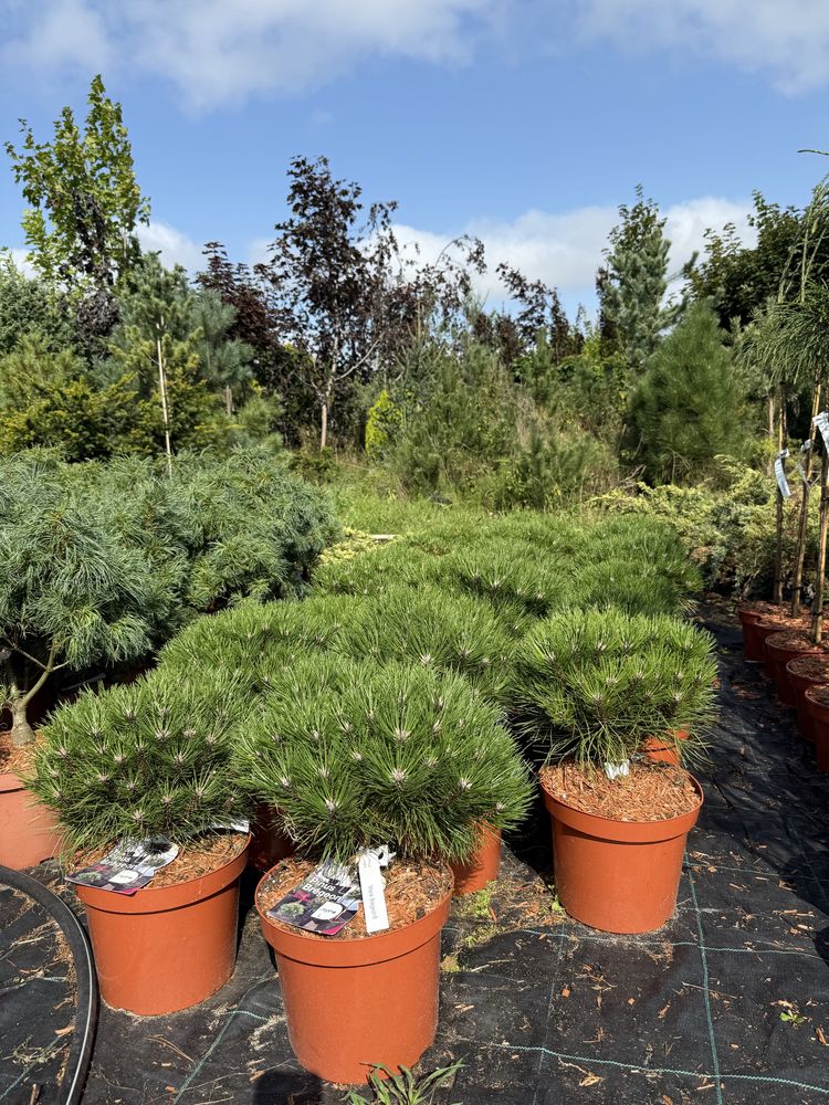 Sosna Szczepiona Maria Pinus 'Marie Brégeon'
