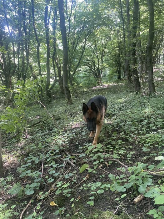 Безкоштовно німецька вівчарка