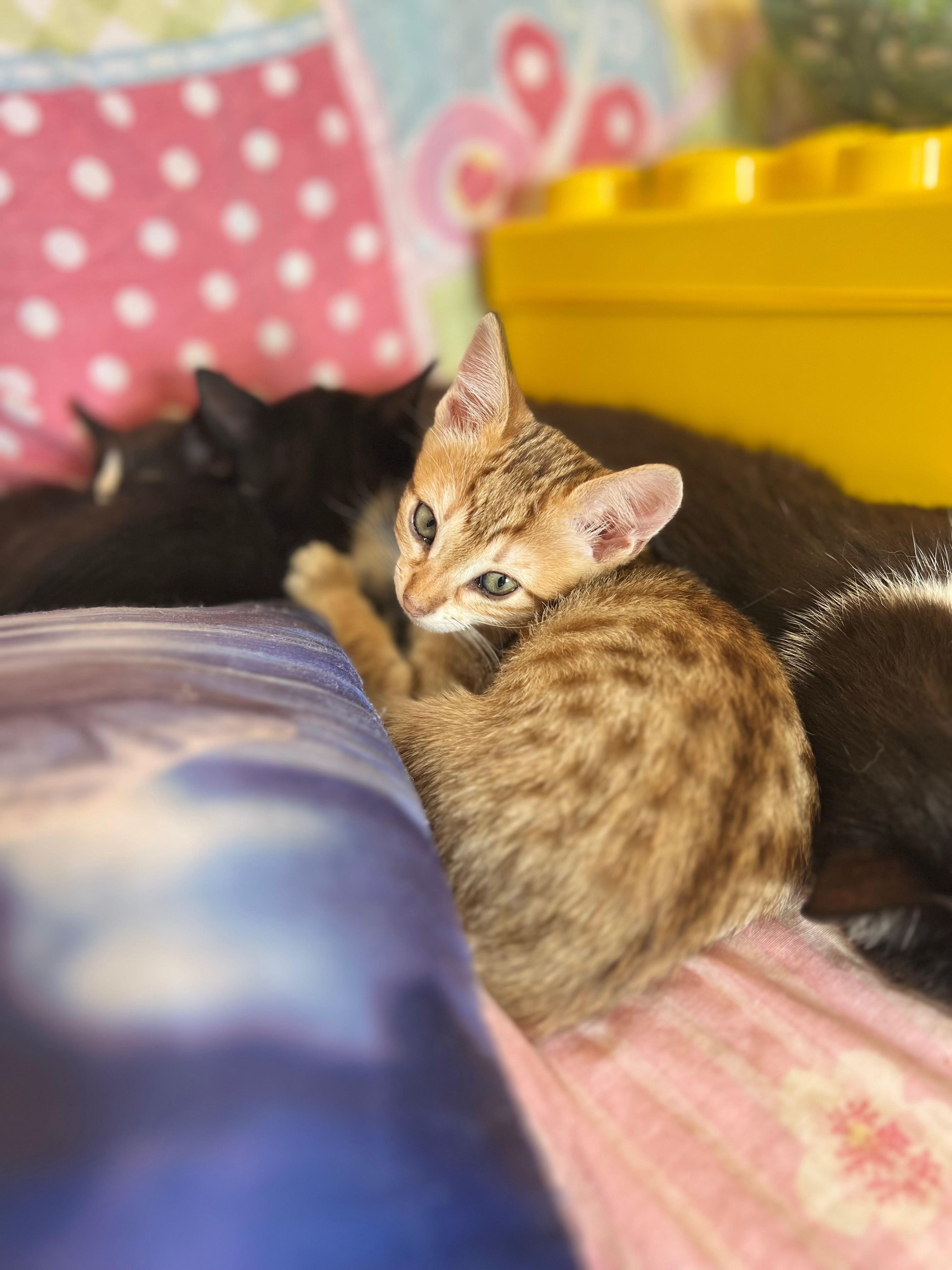 Gatinhos para adoção