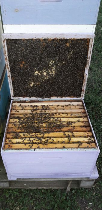 Продається пасіка! Бджоли! Карніка! Бджолопакети!