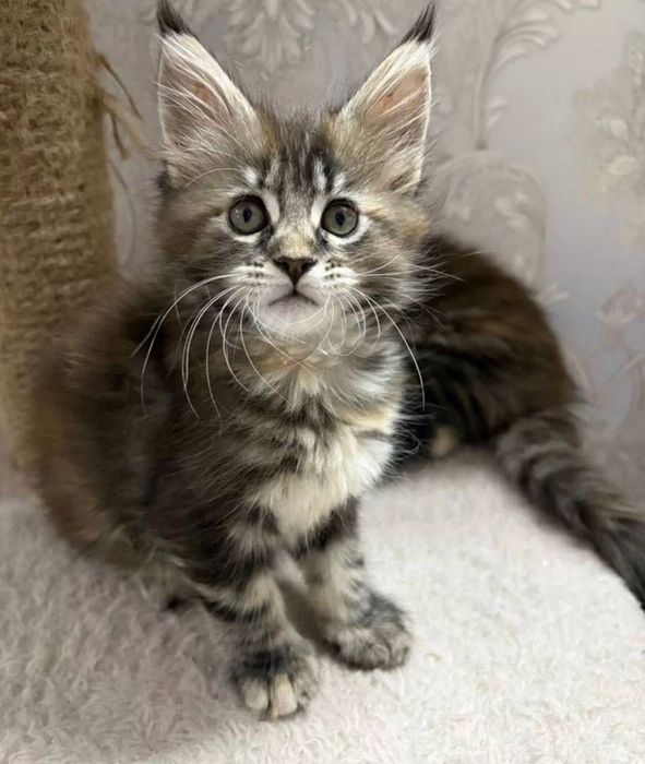 Кошеня мейн-кун хлопчик