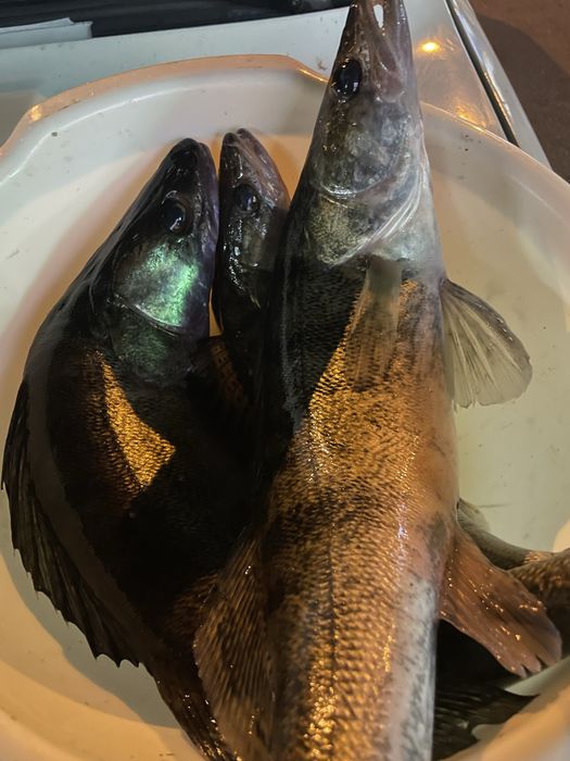 Свежий судак Таромское