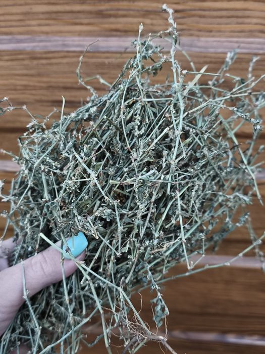 Rdest ptasi dla gryzoni, królików 100g antybakteryjny, przeciwzapalny