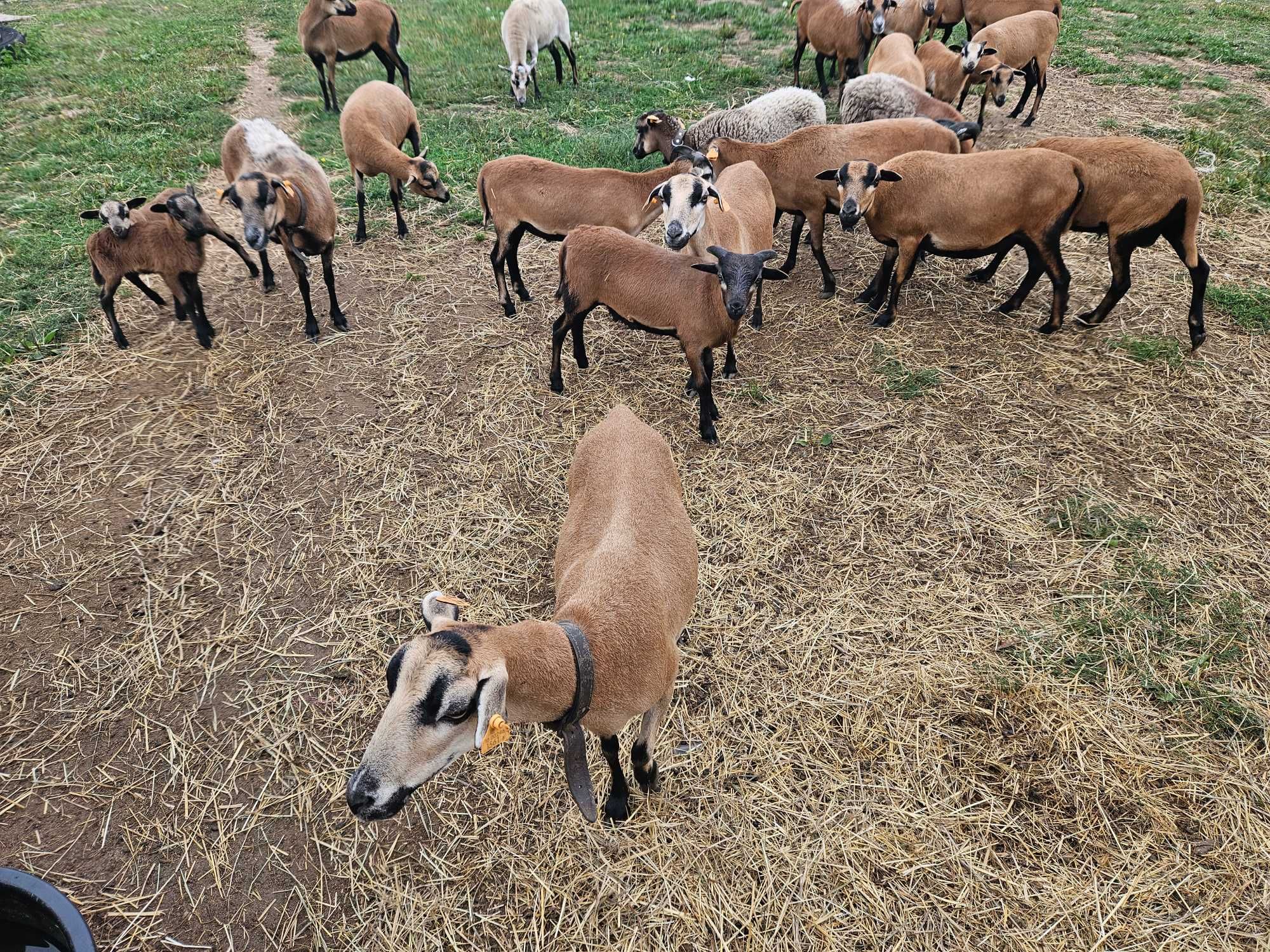 Baranki i owce kamerunskie