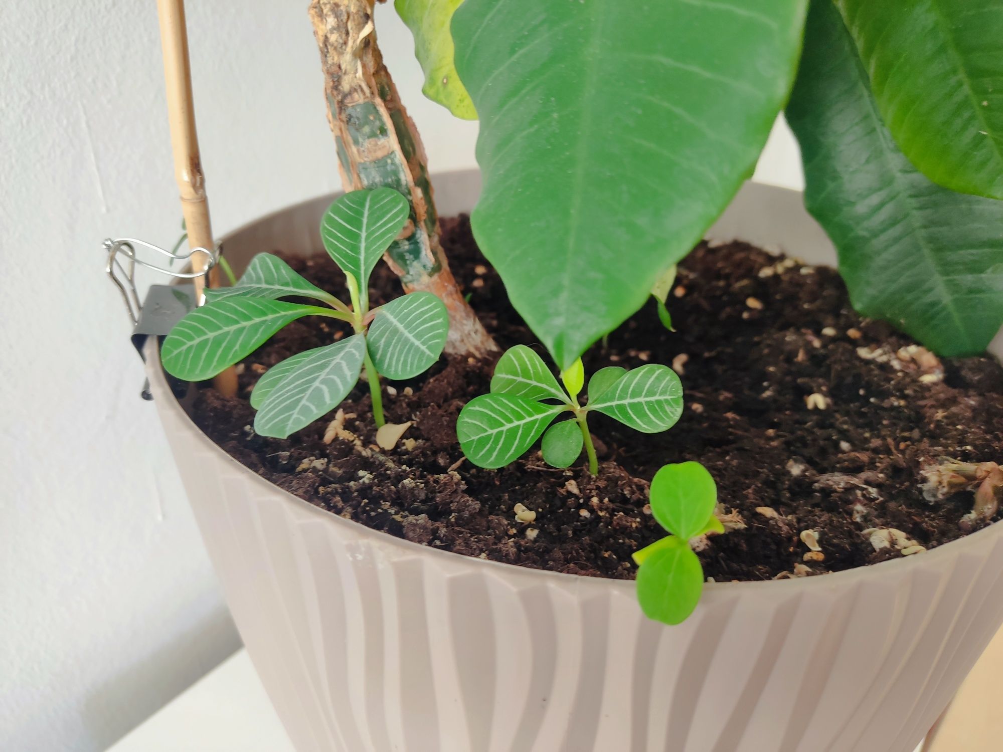 Wilczomlecz Białounerwiony (Euphorbia leuconeura) - nasiona