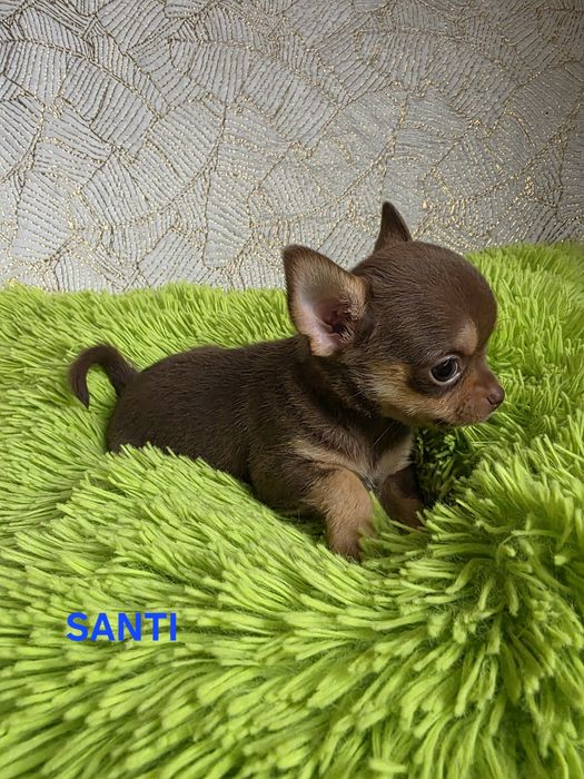 Zarezerwowany SANTI