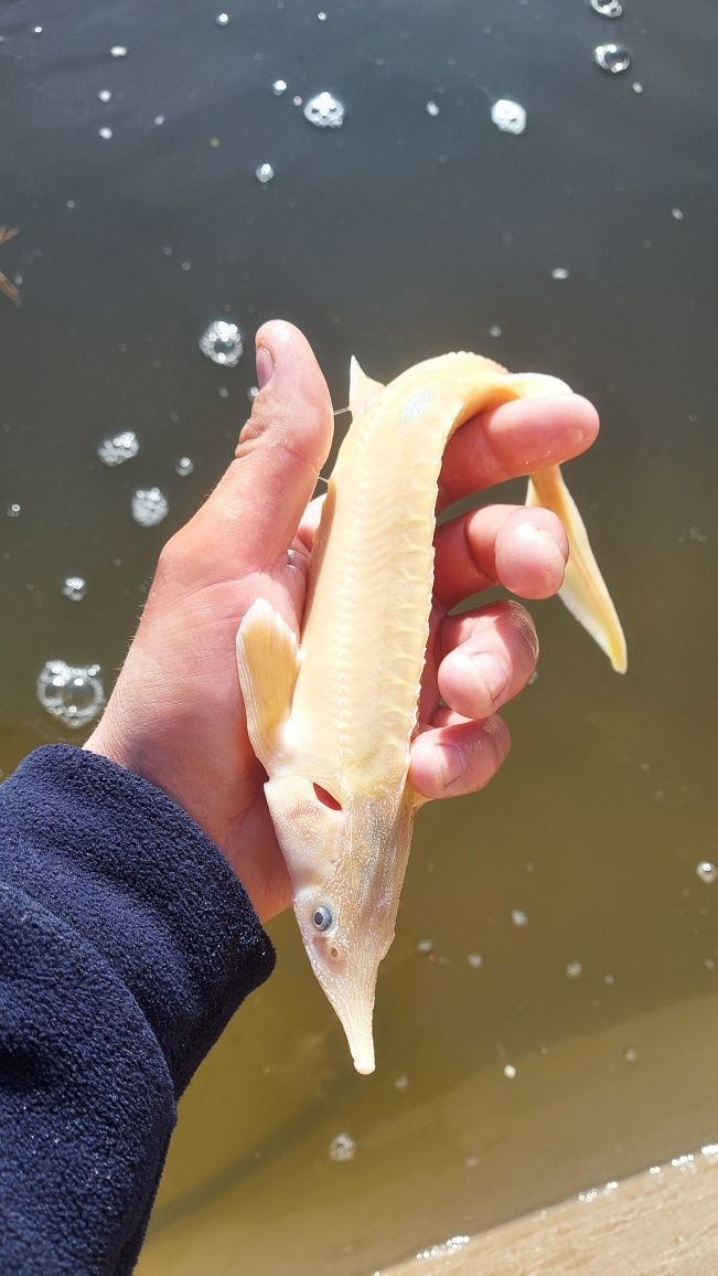 Jesiotr Albinos Gold