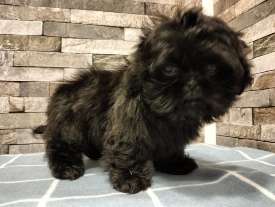 Cudowna suczka  shih-tzu. Mini Czarny