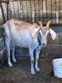 Продам козу Нубийской породы и козлят