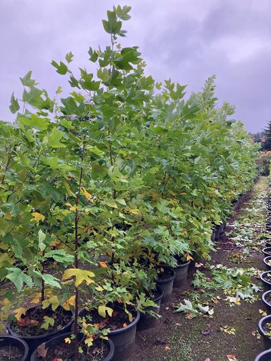 TULIPANOWIEC Amerykański 'Tulipifera' 1.8-2m WYS. Donica 65l Leszno