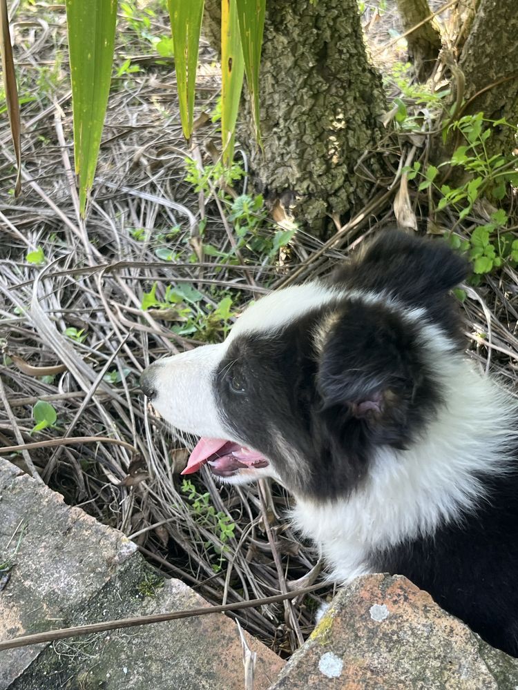 Border Collie disponivel