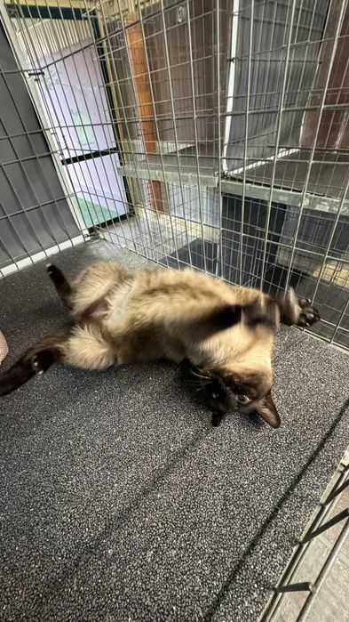 Várias gatinhas para adopção