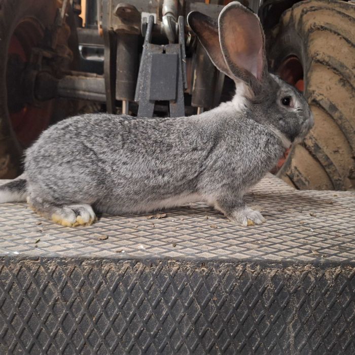 Olbrzym Belgijski szynszylowy