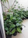 Plantas de maracujá roxo