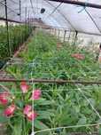 Продам  теплицы ,земельный участок  -бизнес ,,ДОМ ,