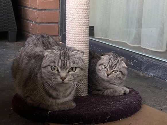 Продам кошенят шотландські весловухі