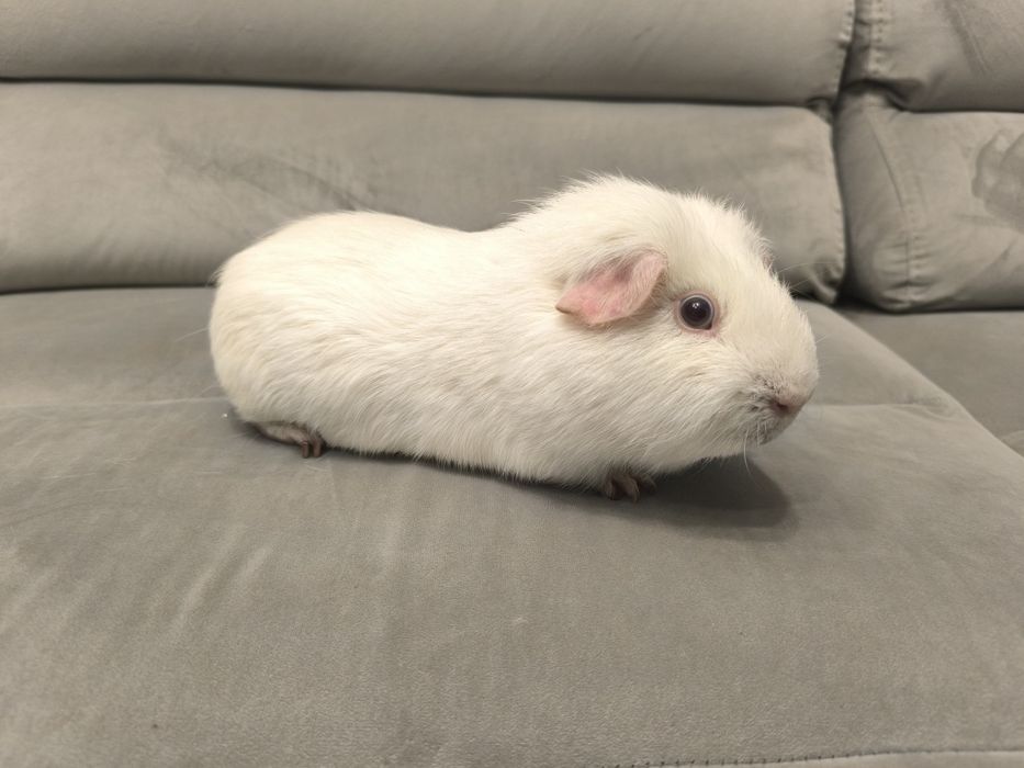 Świnka morska cavia domowa gładkowłosa self z rodowodem