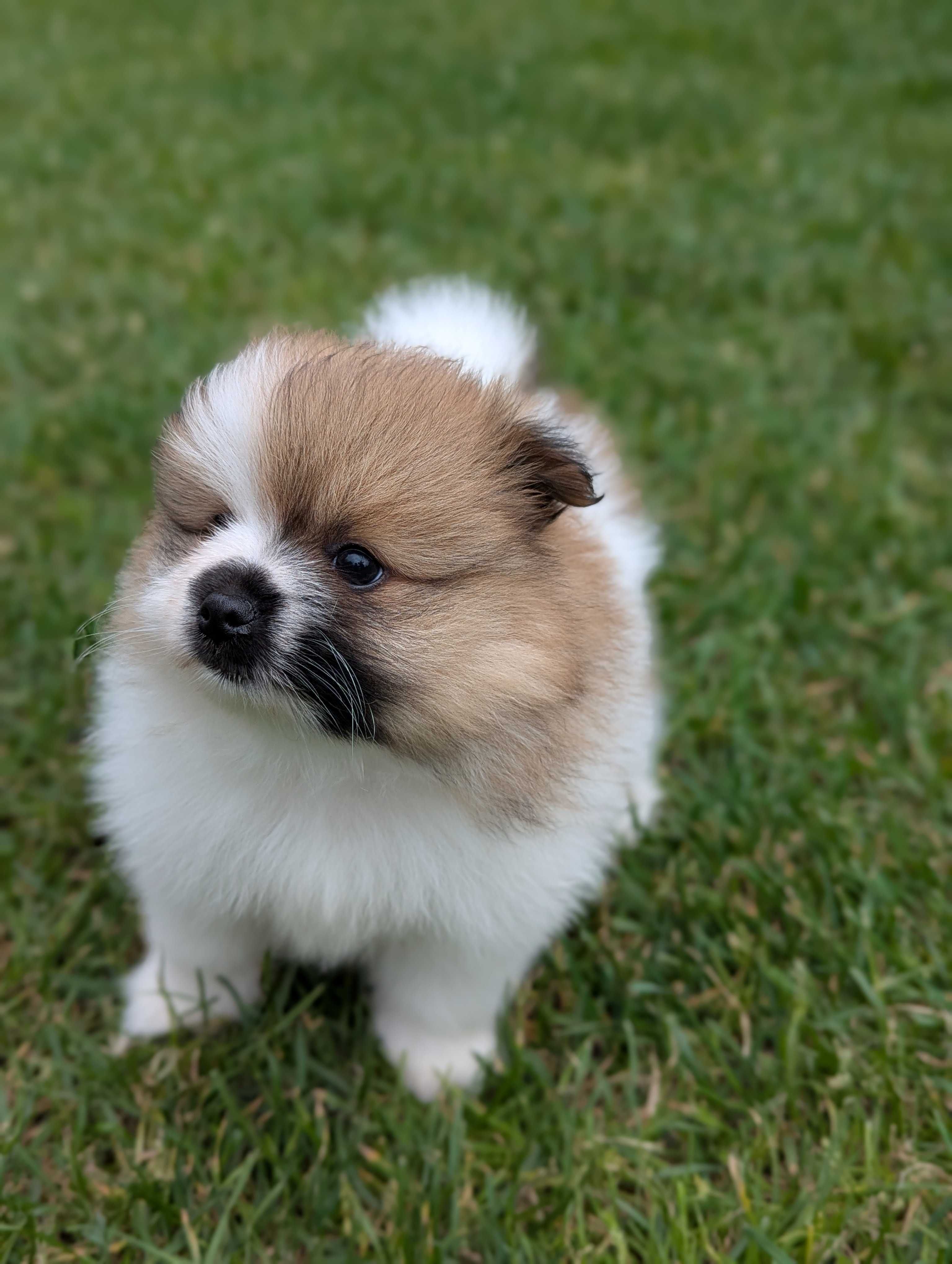 Szpic miniaturowy, pomeranian