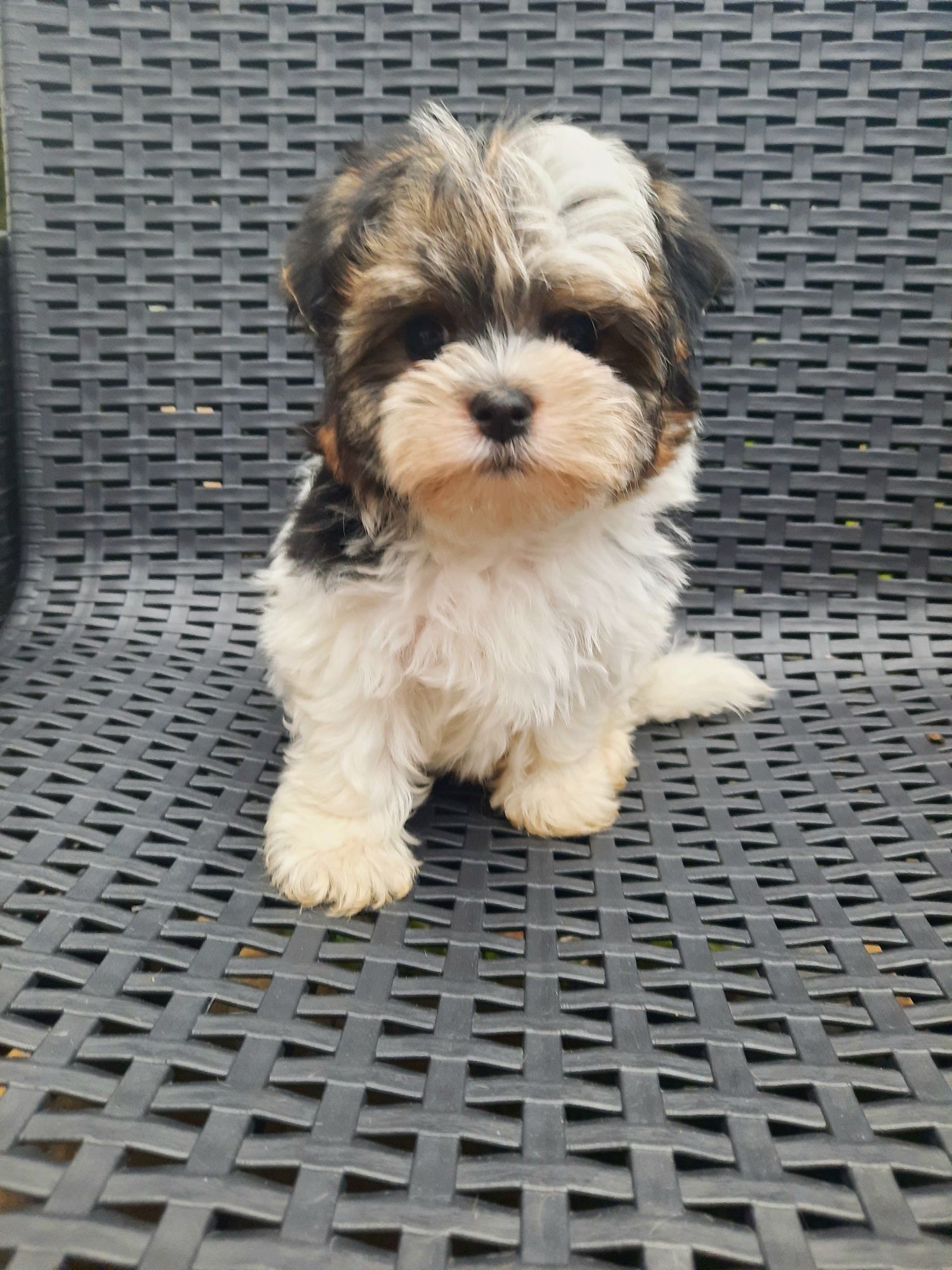 Yorkshire Terrier Biewer samiec miniaturowy