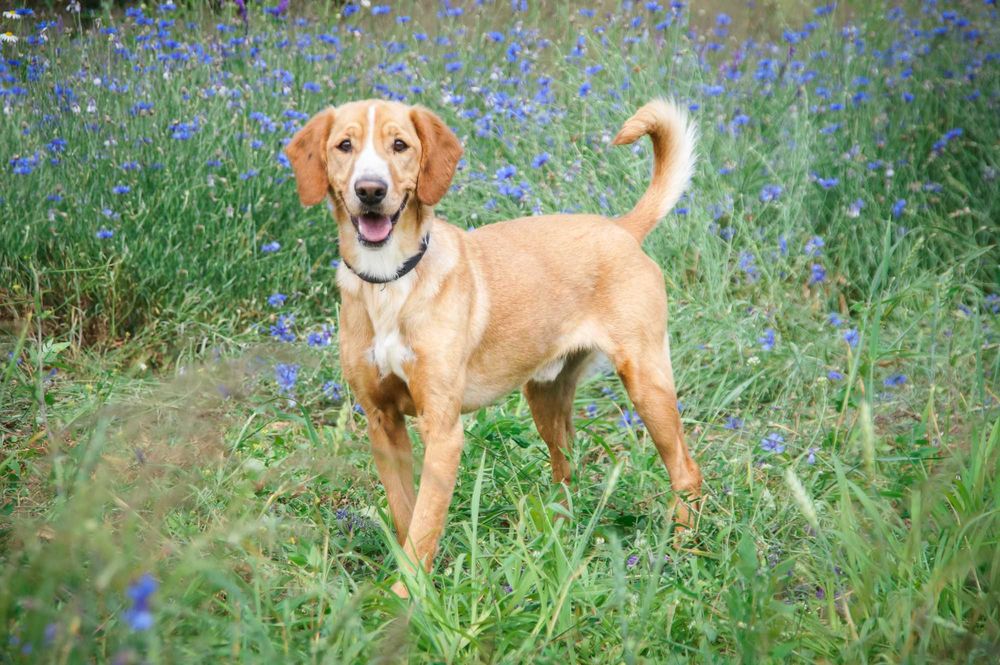 Pluto - piękny i wymagający psiak do pokochania.
