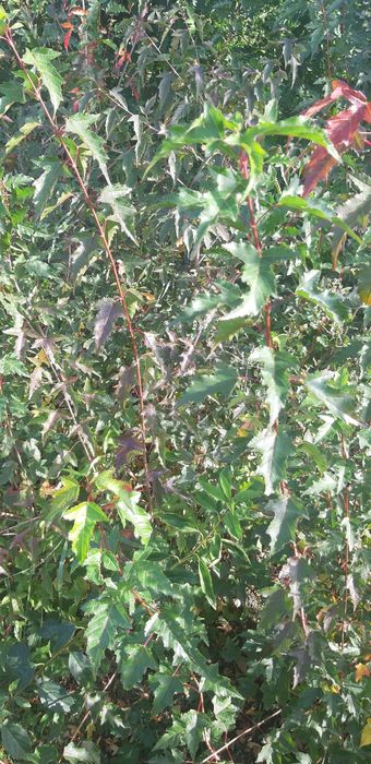 Klon ginala z gruntu