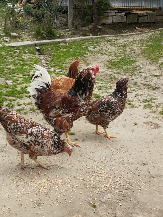 Jaja lęgowe zielone aracuana wysyłka