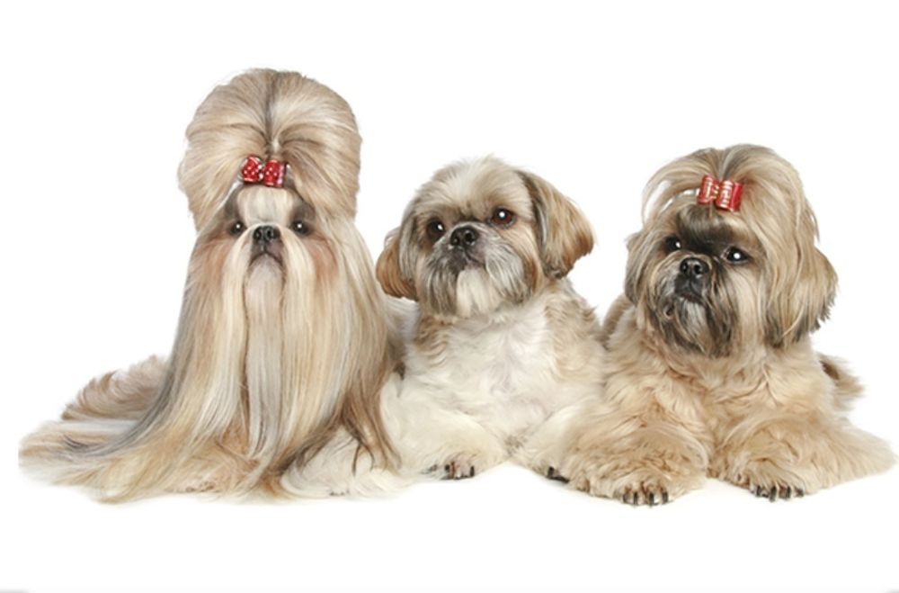 Стрижка собак, грумінг