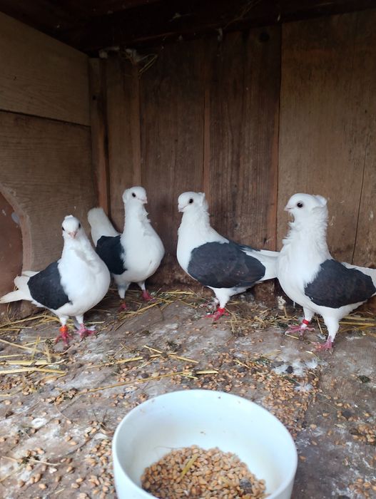 Sprzedam gołębie mewki