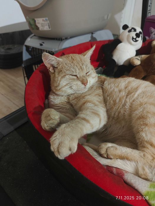 S.O.S. Kocurek pilnie oczekuje na opiekuna