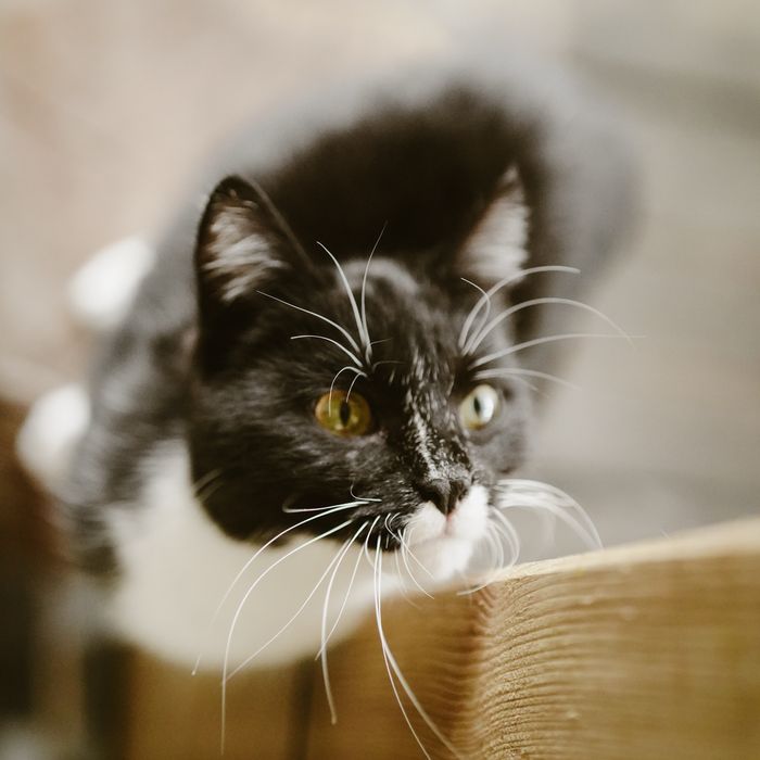 Kotka Marysia szuka domu