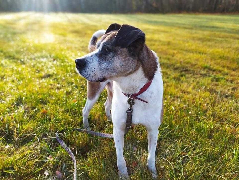 Pilnie! Jarzyna-DUŻY, przytulaśny, ŁAGODNY-możliwy dowóz