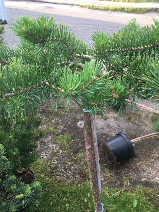 Bonsai  szczepione na pniu iglaste i liściaste  sosna katalpa klon ..