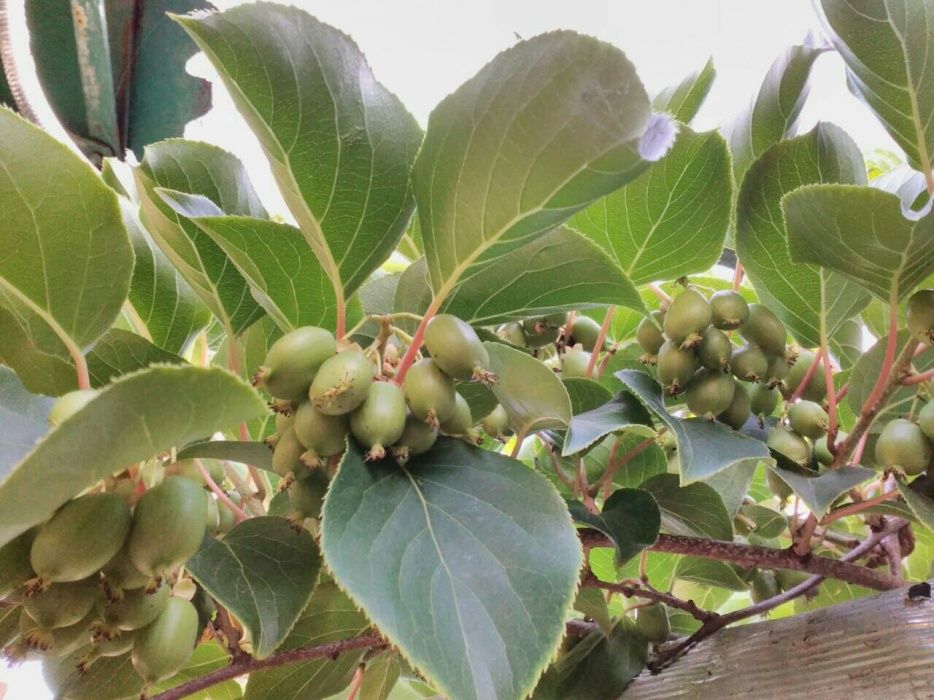 Актинидия самоопыляющаяся двуполая, инжир, крыжовник, игра,малина и др