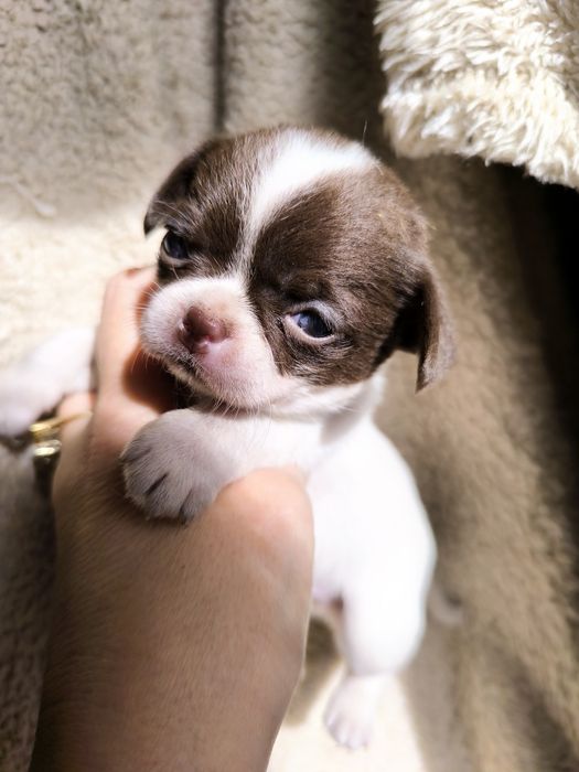 Chocolate Menina  Super Mini.Branco e chocolate de olhos verdes