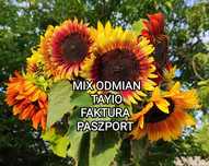 F-RA PASZPORT Słonecznik ozdobny nasiona TAYIO MIX ODMIAN