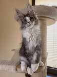 Kocurek Maine Coon do hodowli