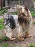 Reproduktor Yorkshire terrier