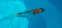 Carpas koi 10-15 cm