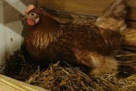 KURY ! NIOSKI zdrowe od hodowcy MESSA Rossa Leghorn ! ZAPRASZAM