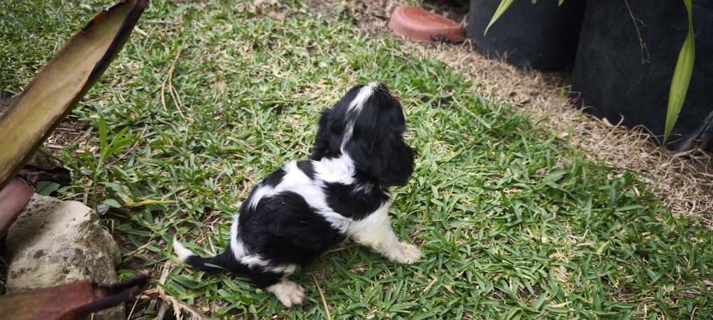 Cavalier King Charles criado em ambiente familiar disponível para entr