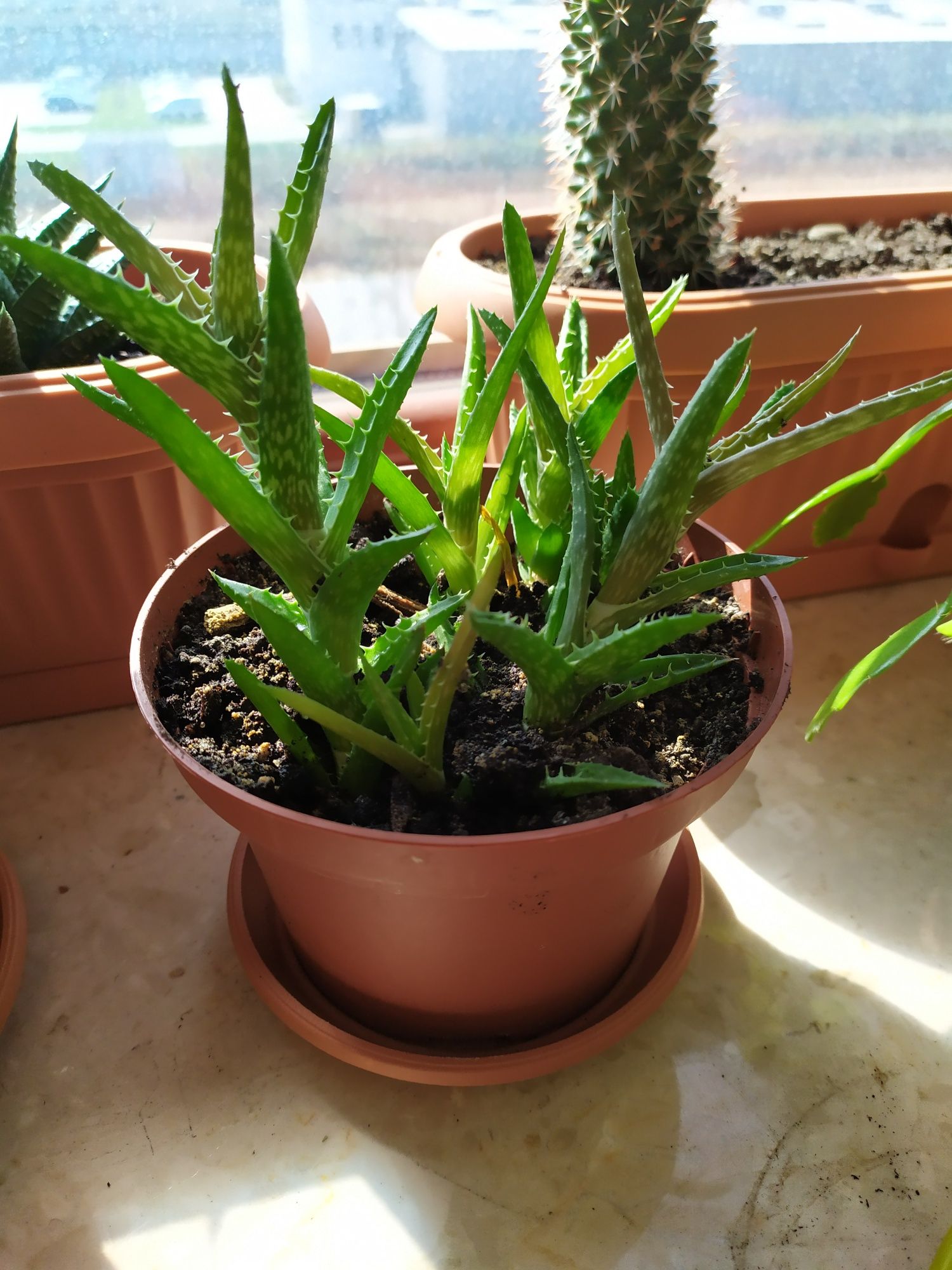 Aloes - Aloe juvenna