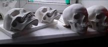 Декор, череп человека из гипса