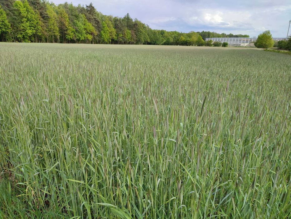 Sprzedam Żyto Kalcyt Czyszczony sezon 2025 ! ! !