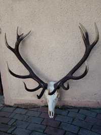 Poroże jelenia - wieniec 16-tak 7,80 kg