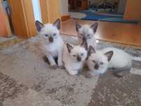 Ofereço gatinhos